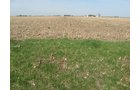 Property photo 16 - 172 Acres Offered in 3 Tracts - Prime Farmland
